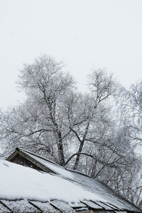 有关光秃秃的树木, 冬季, 冷冰的的免费素材图片