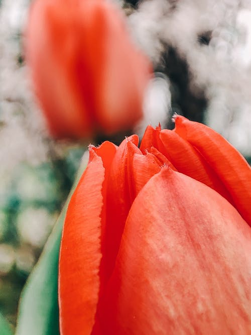 有关增长, 微妙, 新鲜的免费素材图片