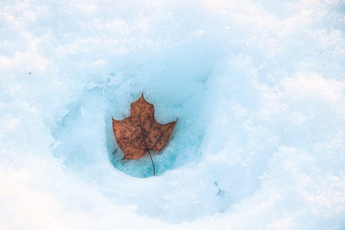 有关ICEE, 一般开销, 枯叶的免费素材图片