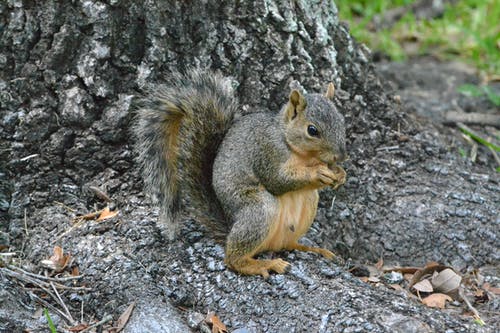 有关动物, 动物摄影, 可爱的免费素材图片