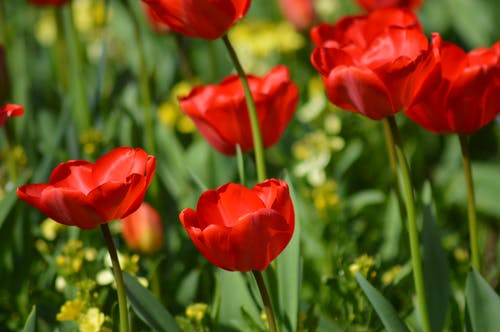 有关工厂, 植物的, 植物群的免费素材图片