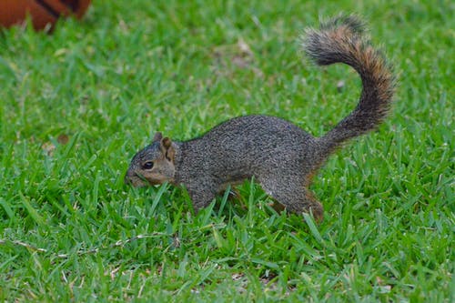 有关动物, 动物摄影, 可爱的免费素材图片