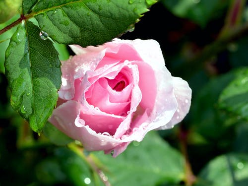 有关植物的, 植物群, 水滴的免费素材图片