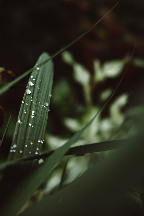 有关垂直拍摄, 增長, 新鮮的免费素材图片