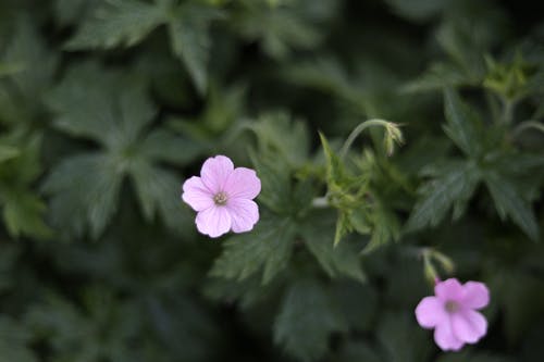 有关植物群, 特写, 粉红色的花的免费素材图片