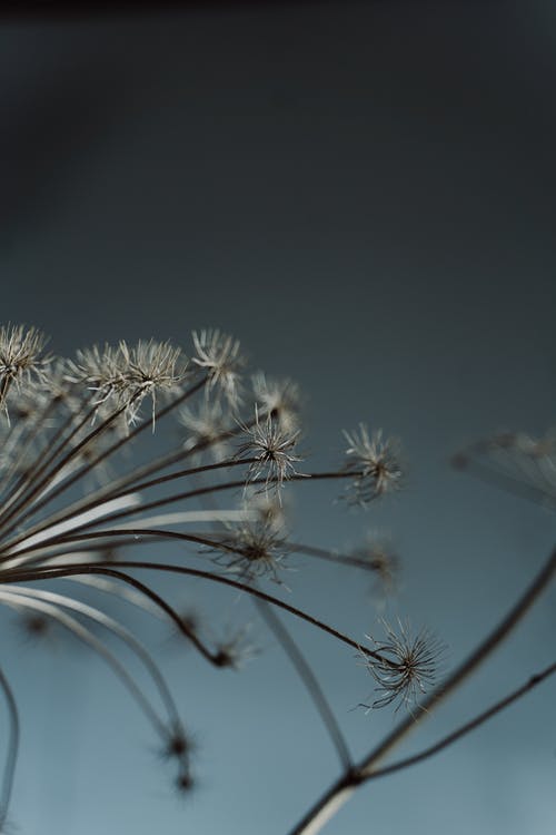 有关hogweed, 乾燥, 垂直拍摄的免费素材图片