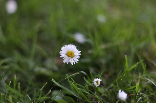有关植物群, 特写, 白色的花的免费素材图片