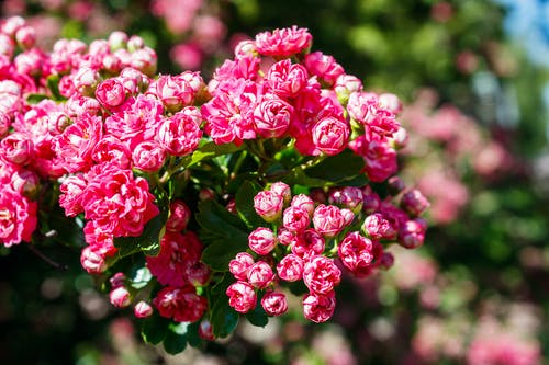 有关增長, 微妙, 植物群的免费素材图片