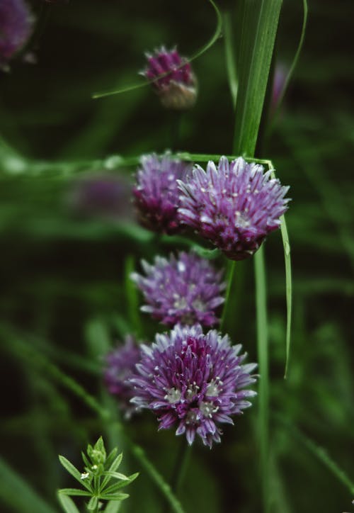 有关垂直拍摄, 增長, 微妙的免费素材图片
