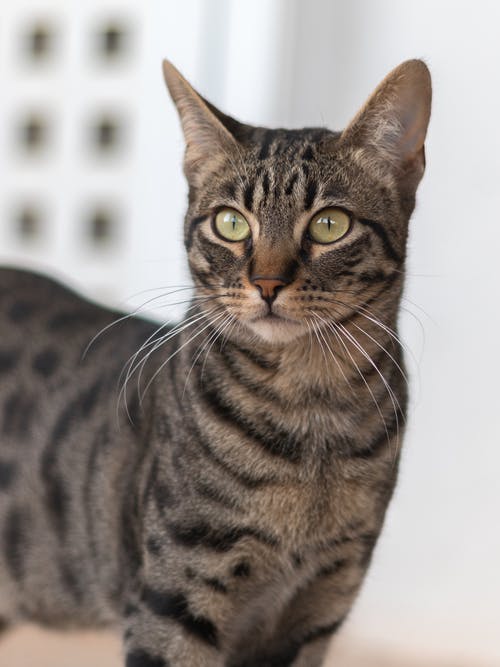 有关动物, 动物摄影, 哺乳动物的免费素材图片