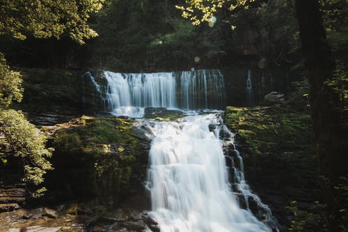 有关天性, 户外, 森林的免费素材图片
