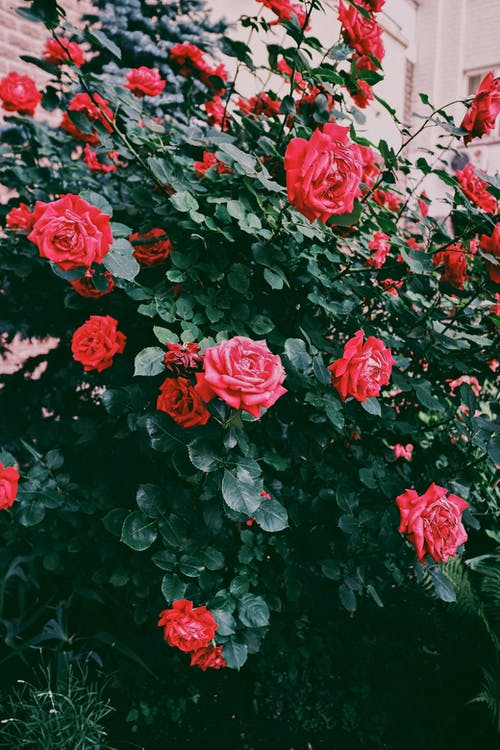 有关垂直拍摄, 植物群, 红玫瑰的免费素材图片