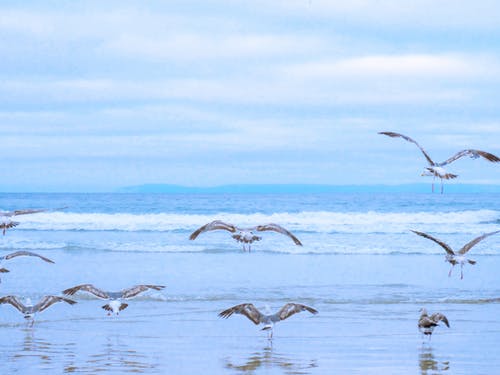 海边的海鸥 · 免费素材图片
