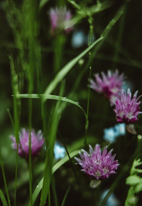 有关垂直拍摄, 增長, 微妙的免费素材图片