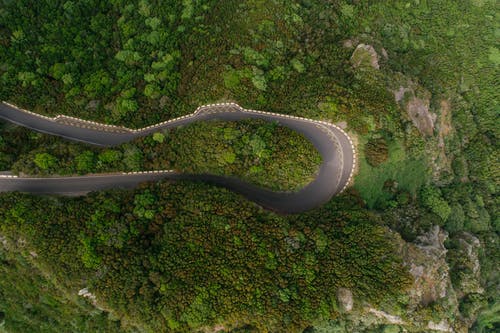 有关弧线, 从上面, 森林的免费素材图片