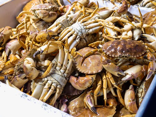 有关丰富, 可以吃的, 太平洋蟹的免费素材图片