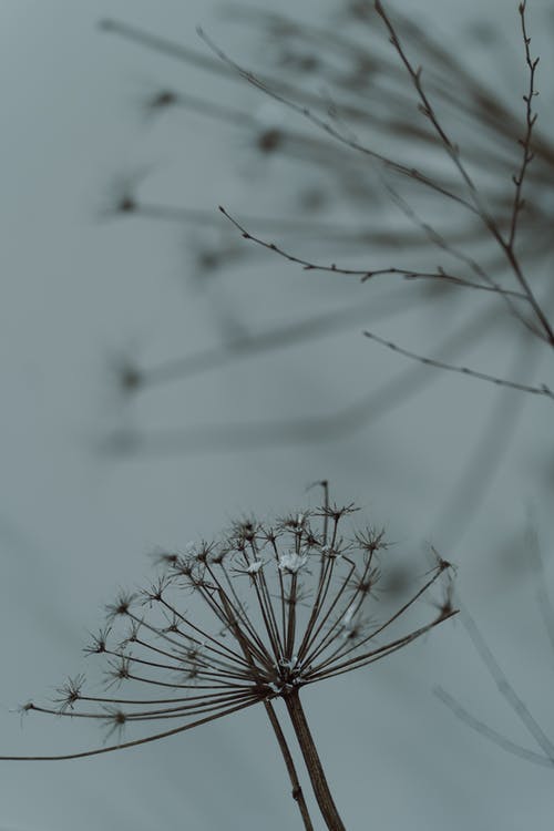 有关hogweed, 垂直拍摄, 干花的免费素材图片