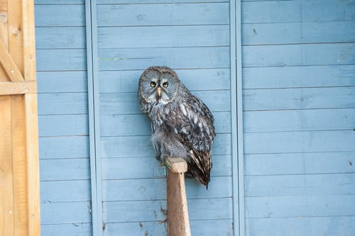 有关動物, 棲息, 猛禽的免费素材图片