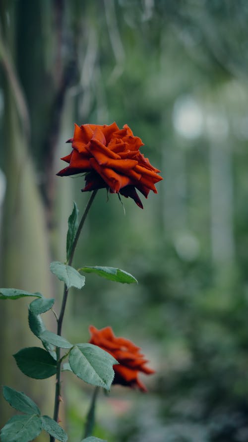 有关植物的, 植物群, 红玫瑰的免费素材图片