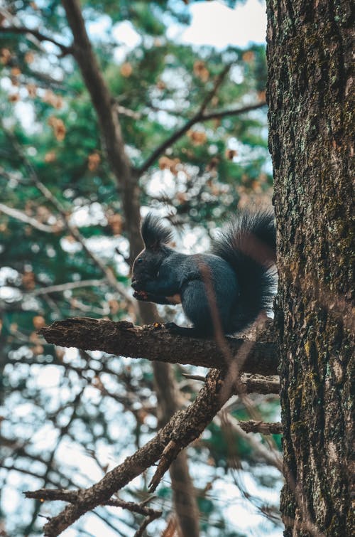 有关分公司, 动物, 动物摄影的免费素材图片