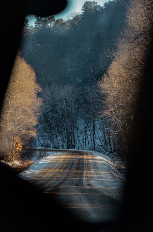 有关包围, 垂直拍摄, 无叶的树木的免费素材图片