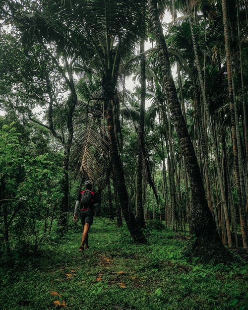 有关人, 叢林, 天性的免费素材图片