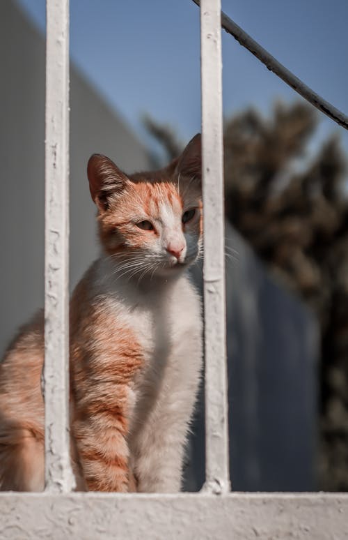 有关动物, 哺乳动物, 垂直拍摄的免费素材图片