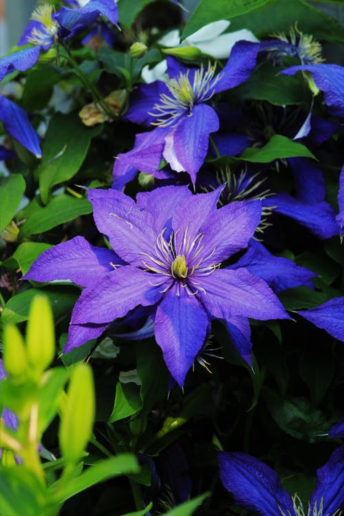 有关垂直拍摄, 增长, 微妙的免费素材图片