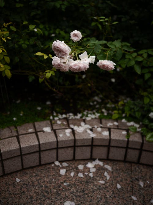 有关垂直拍摄, 户外, 植物群的免费素材图片