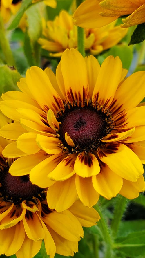 有关充满活力, 向日葵, 垂直拍摄的免费素材图片