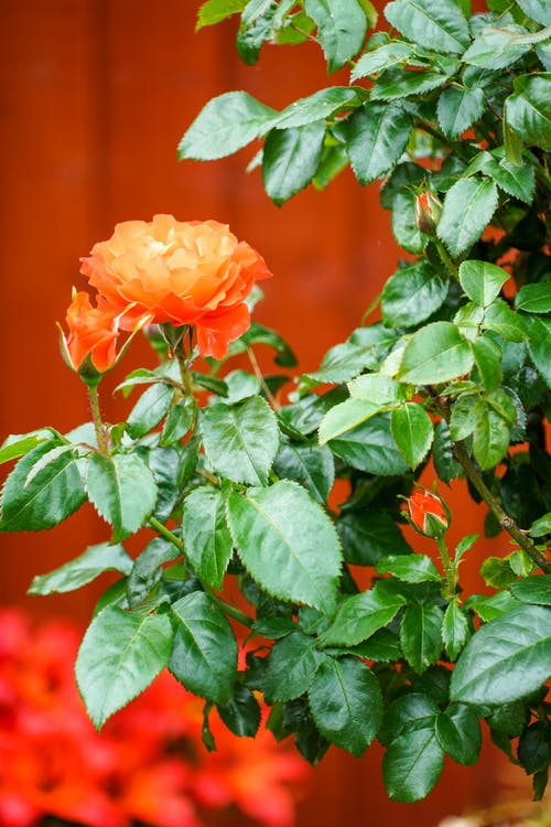 有关垂直拍摄, 增长, 微妙的免费素材图片