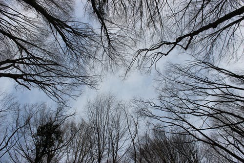 有关光秃秃的树木, 天性, 戶外的免费素材图片