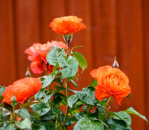 有关充满活力, 增长, 天性的免费素材图片