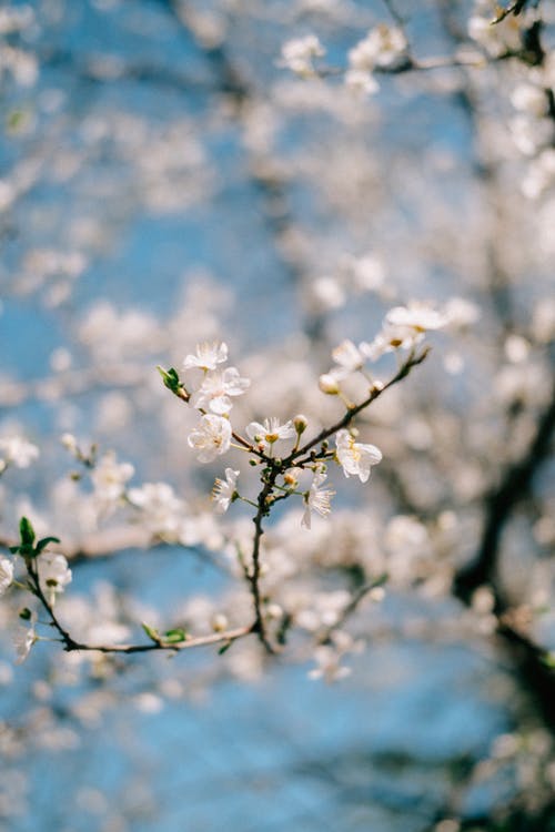 有关垂直拍摄, 季节, 弹簧的免费素材图片