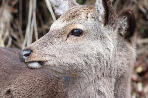 有关動物, 動物攝影, 年輕的免费素材图片
