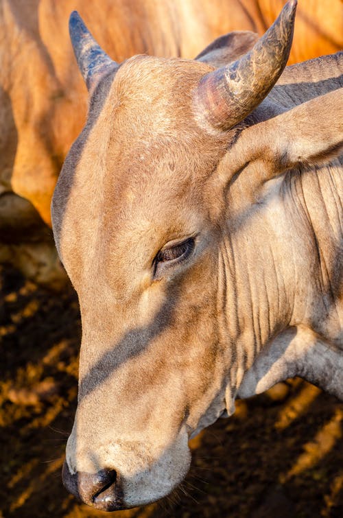 有关動物, 動物攝影, 哺乳動物的免费素材图片