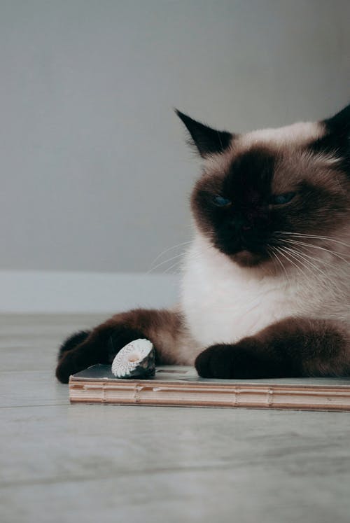 有关动物, 动物摄影, 可爱的免费素材图片