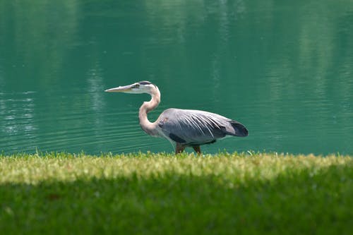有关动物, 动物摄影, 水禽的免费素材图片