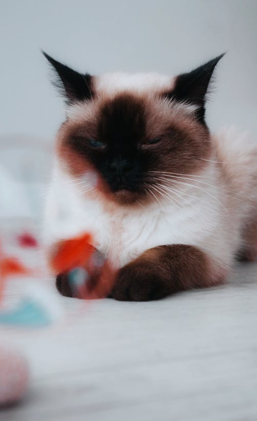 有关动物, 动物摄影, 可爱的免费素材图片