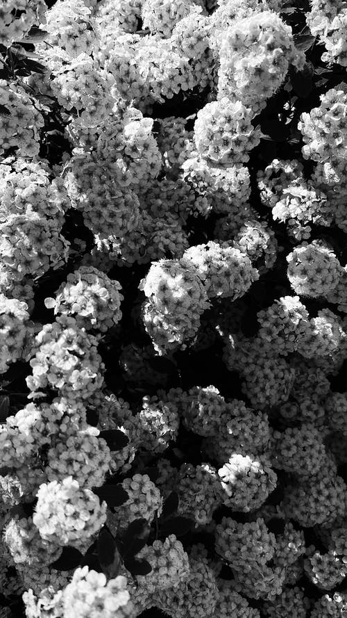 有关bw, Copyspace, 全画幅的免费素材图片