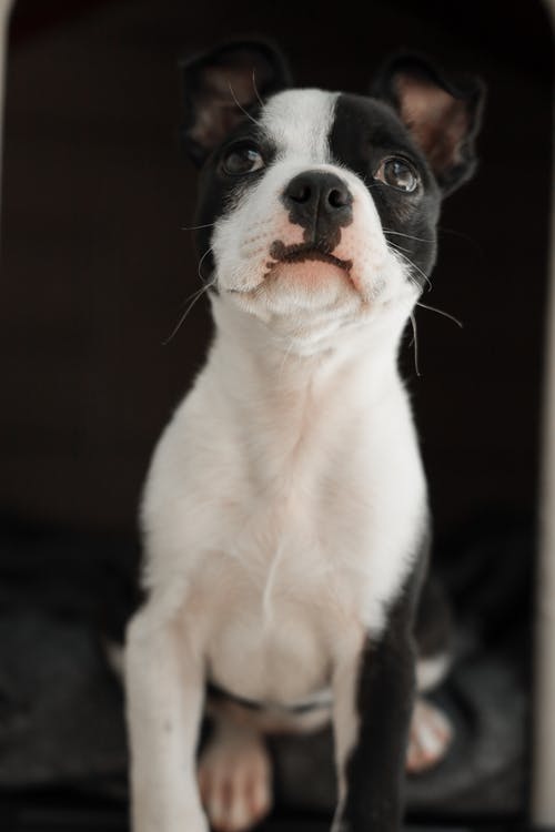 有关动物, 动物摄影, 可爱的免费素材图片