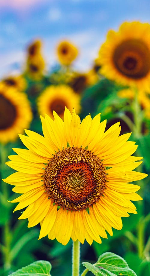 有关充满活力, 向日葵, 垂直拍摄的免费素材图片