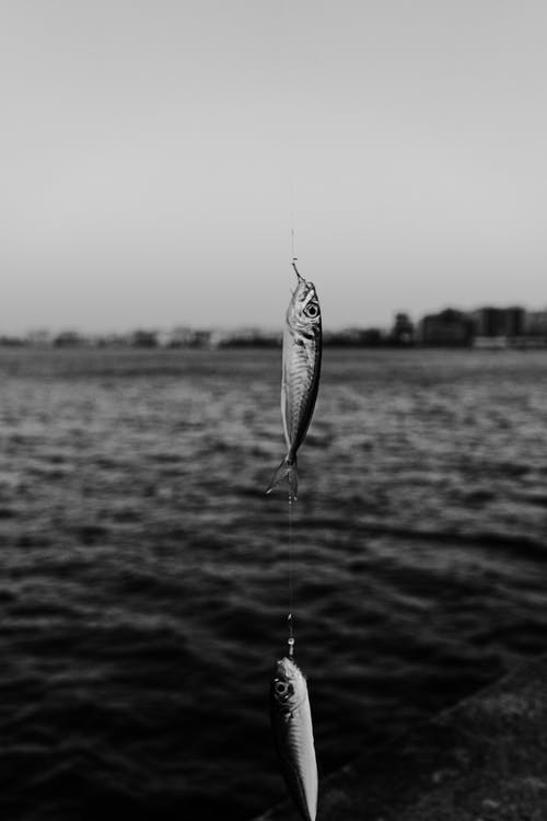 有关单色, 垂直拍摄, 捉住的免费素材图片