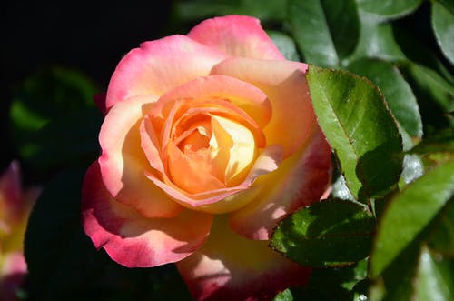 有关俯视图, 增长, 微妙的免费素材图片