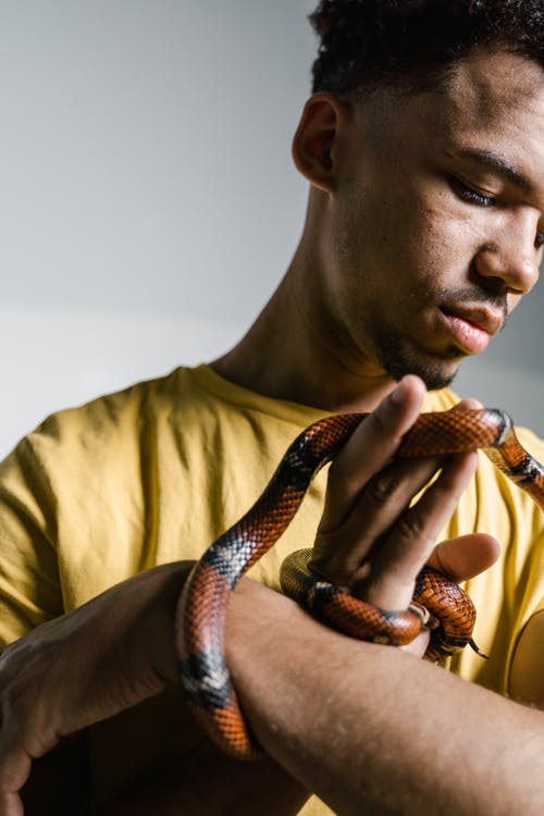 有关人, 克服, 动物的免费素材图片