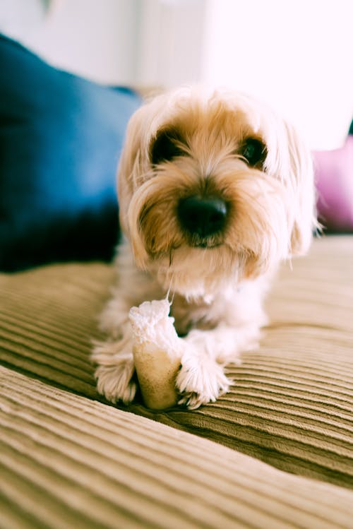 有关动物, 动物的鼻子, 动物肖像的免费素材图片
