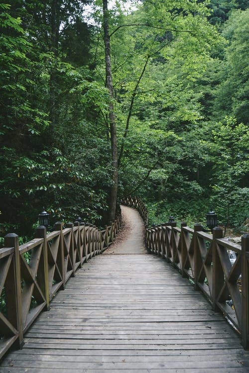 有关人行天桥, 垂直拍摄, 森林的免费素材图片