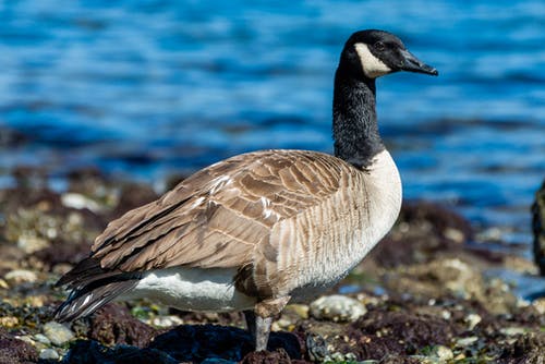 有关加拿大鹅, 动物, 动物摄影的免费素材图片