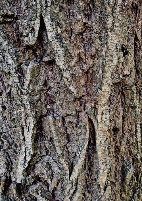 有关原本, 垂直拍摄, 树干的免费素材图片
