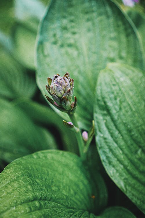 有关垂直拍摄, 增长, 工厂的免费素材图片
